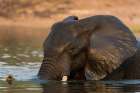 An African elephant crossing the Chobe River-Chobe National Park-Botswana Art Print